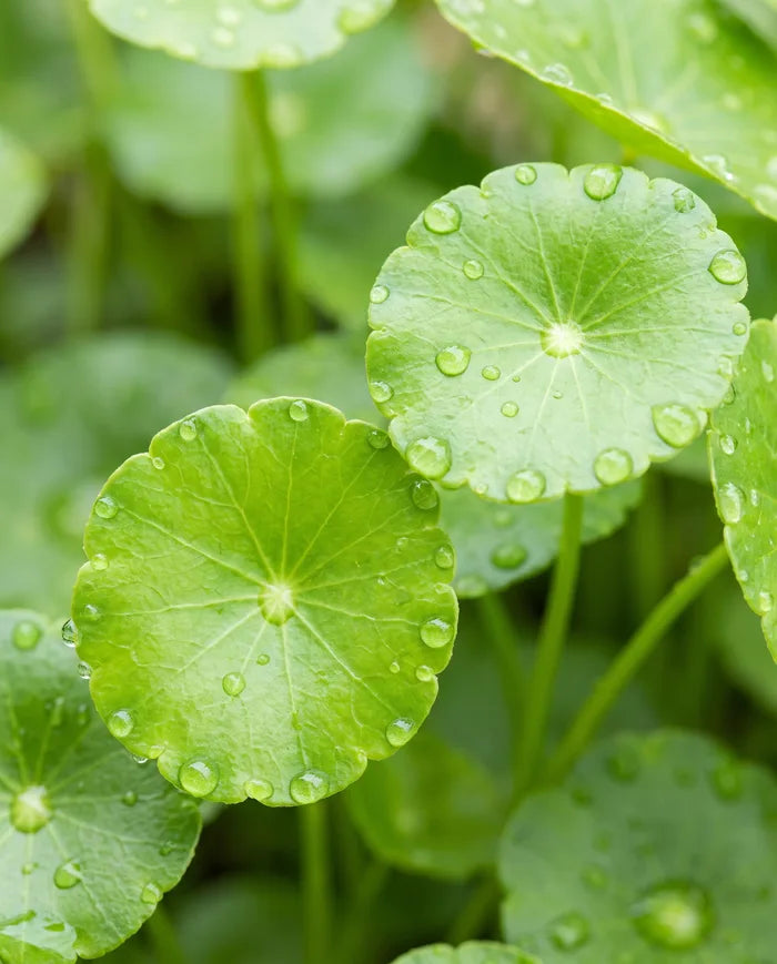 Macro of fresh centella asiatica leaves with water droplets.